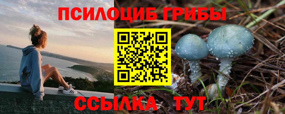 Псилоцибиновые грибы Psilocybe Котлас
